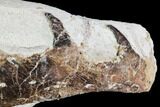 Fossil Mosasaur (Tethysaurus) Jaw Section - Goulmima, Morocco #107095-3
